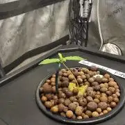 Apple Strudel FastBuds