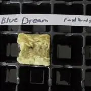 Blue Dream! Yum!