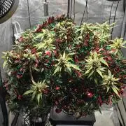 Papaya/Lemon Cherry Cookies