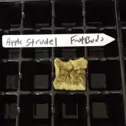 Apple Strudel FastBuds