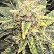 Papaya/Lemon Cherry Cookies