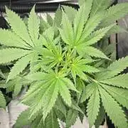 Apple Strudel Round 2