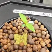 Apple Strudel FastBuds