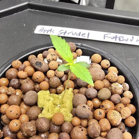 Apple Strudel FastBuds