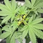 Apple Strudel Round 2