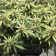 Papaya/Lemon Cherry Cookies