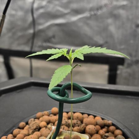 Apple Strudel Round 2