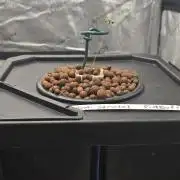 Apple Strudel Round 2