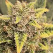 Papaya/Lemon Cherry Cookies