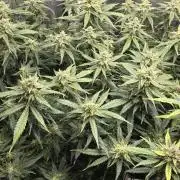 Papaya/Lemon Cherry Cookies