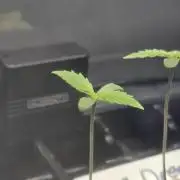 Apple Strudel FastBuds