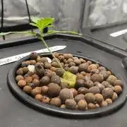 Apple Strudel FastBuds