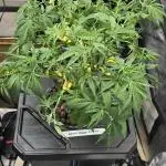 Papaya/Lemon Cherry Cookies