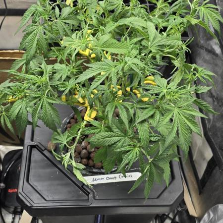 Papaya/Lemon Cherry Cookies