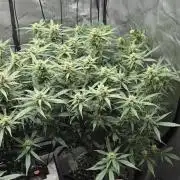 Papaya/Lemon Cherry Cookies