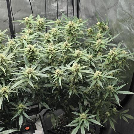 Papaya/Lemon Cherry Cookies