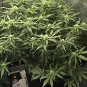 Papaya/Lemon Cherry Cookies