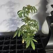 Papaya/Lemon Cherry Cookies