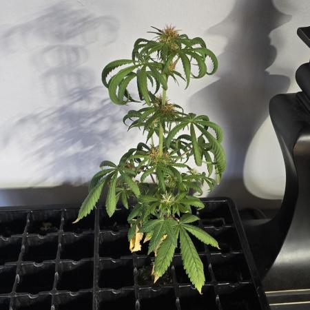 Papaya/Lemon Cherry Cookies