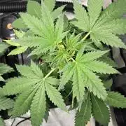 Apple Strudel Round 2