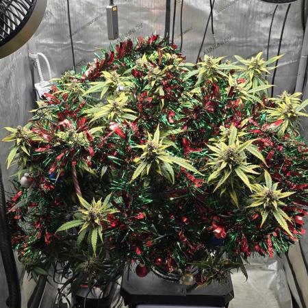 Papaya/Lemon Cherry Cookies