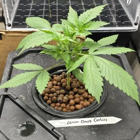 Papaya/Lemon Cherry Cookies