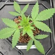 Apple Strudel Round 2