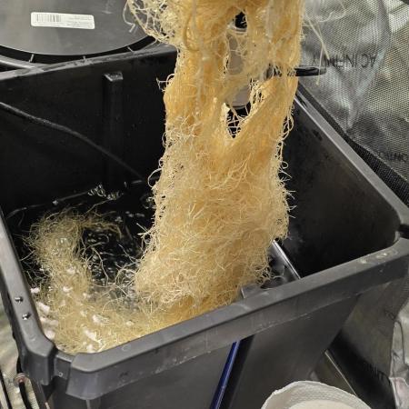 Papaya/Lemon Cherry Cookies