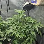 Apple Strudel Round 2