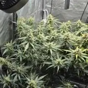 Papaya/Lemon Cherry Cookies