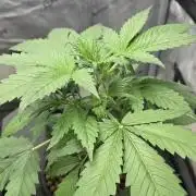 Apple Strudel Round 2