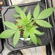 Apple Strudel Round 2