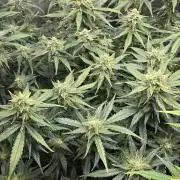 Papaya/Lemon Cherry Cookies