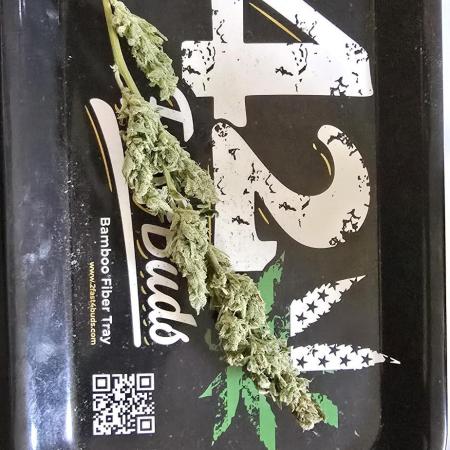 Blue Dream Round 2