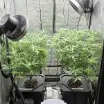 Papaya/Lemon Cherry Cookies