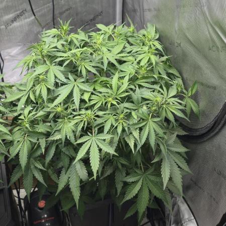 Papaya/Lemon Cherry Cookies