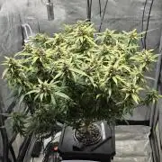 Papaya/Lemon Cherry Cookies