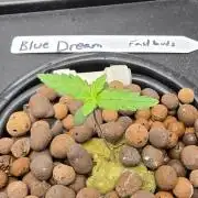 Blue Dream! Yum!