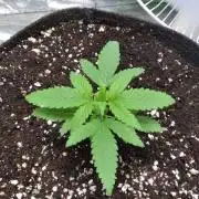 Liberty Haze