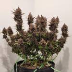 Fast Buds run.