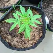 #1 Sour Diesel 3gallon (regular)