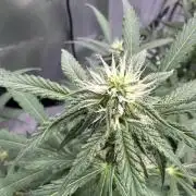Scoopski F2 Hydro Grow