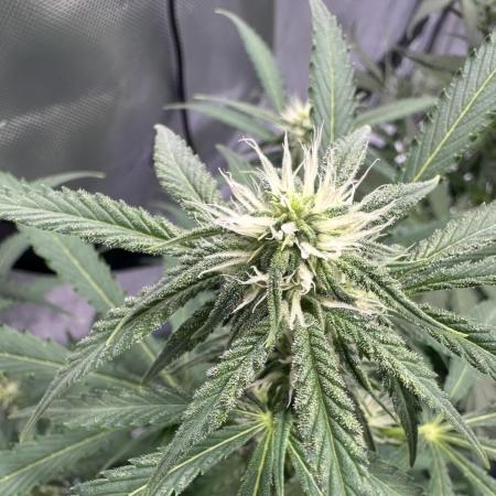 Scoopski F2 Hydro Grow