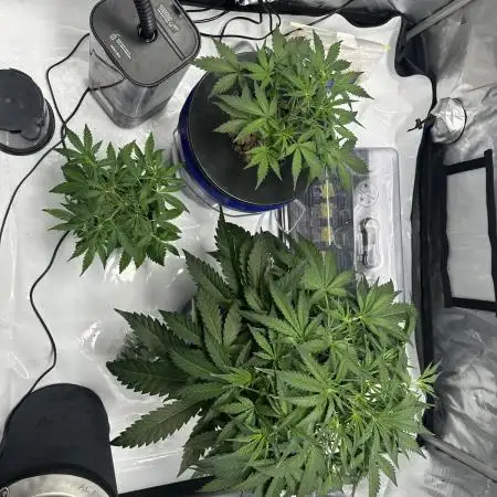 Scoopski F2 Hydro Grow