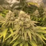 GG4 First ever grow! 