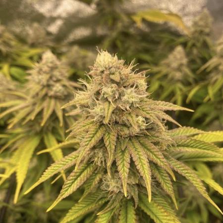 GG4 First ever grow! 