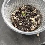 Banana Dessert - R-kiem Seeds