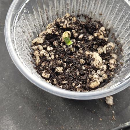 Banana Dessert - R-kiem Seeds