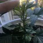 Auto AK-47 // Bonus seeds // First Grow