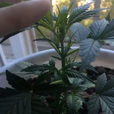 Auto AK-47 // Bonus seeds // First Grow
